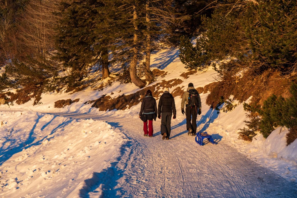 Forstwege auf dem Weg zum Martinskopf