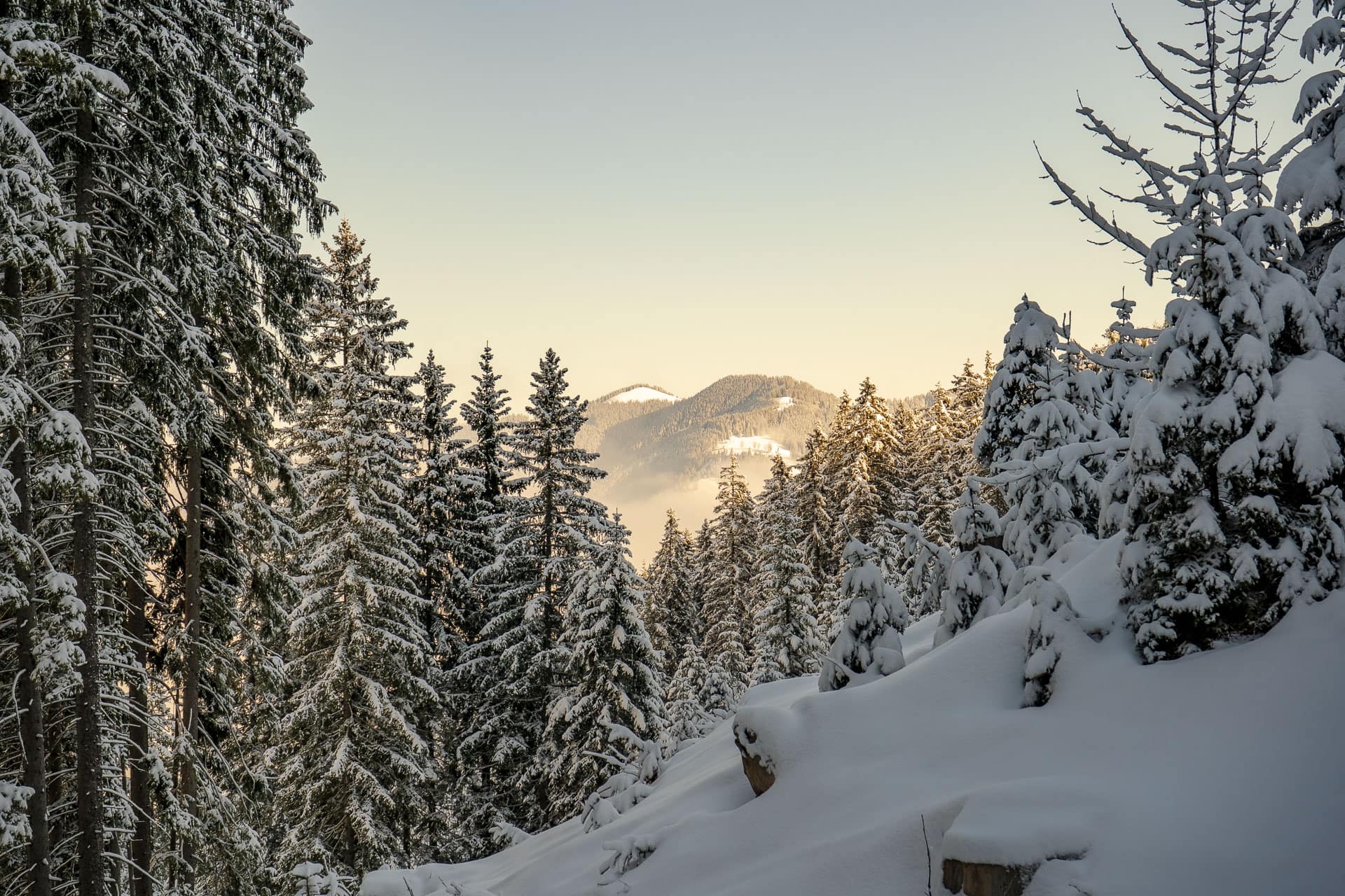 Blick Richtung Hörnle vom Pürschling