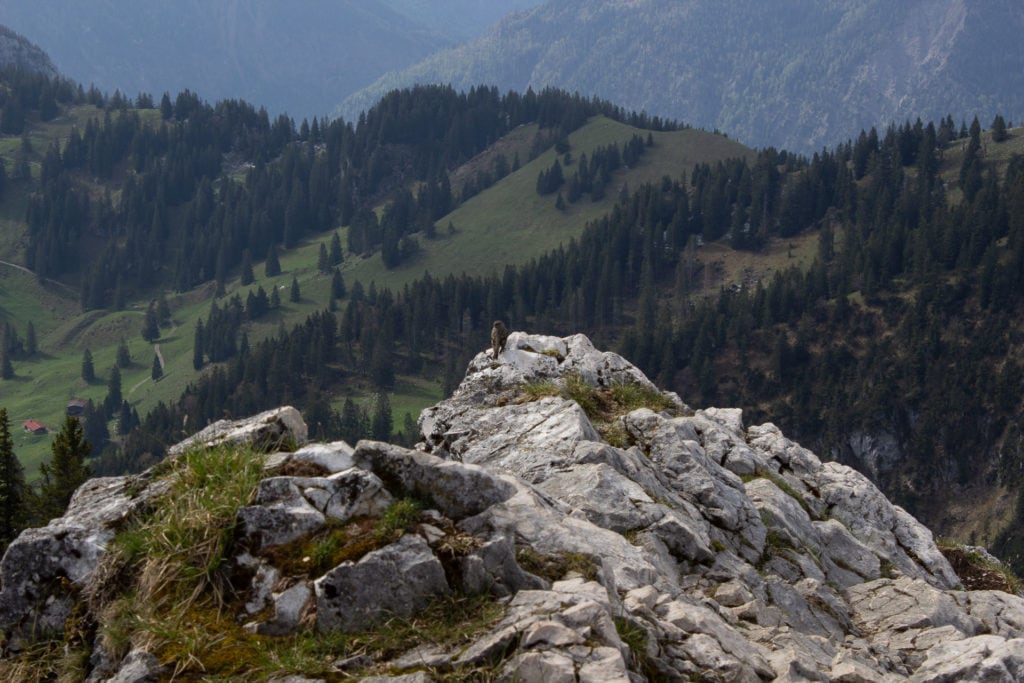 Vogel am Breitenstein